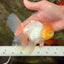 A Grade White Oranda Male 5.5-6 inches #100926OR_18