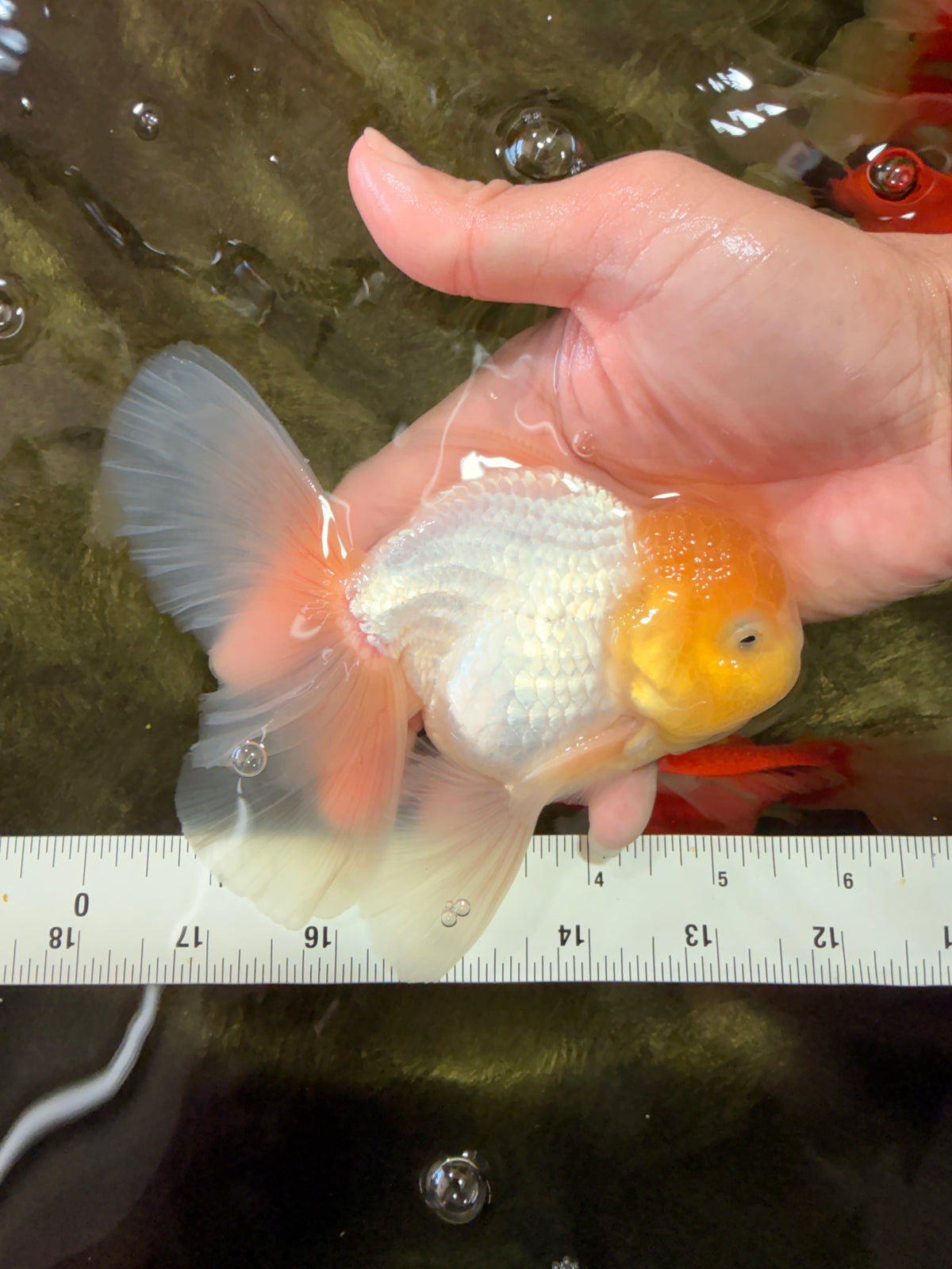 A Grade White Oranda Male 5.5-6 inches #100926OR_18