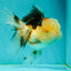 BULLDOG Jelly Wen Tricolor Oranda Female 5 inches #1018OR_18