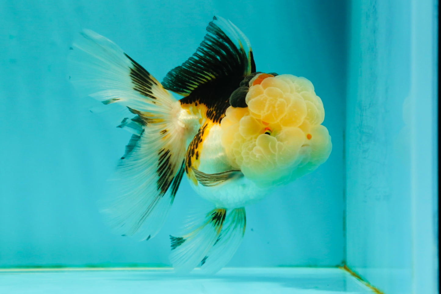 BULLDOG Jelly Wen Tricolor Oranda Female 5 inches #1018OR_18