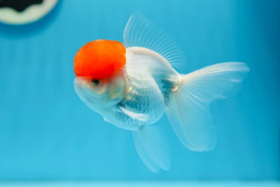 AAA Grade Tomato Head Oranda Male 4.5 inches #0908OR_06