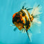 CHUNKY AAA Grade Calico Oranda Male 6-6.5 inches #070626OR_17
