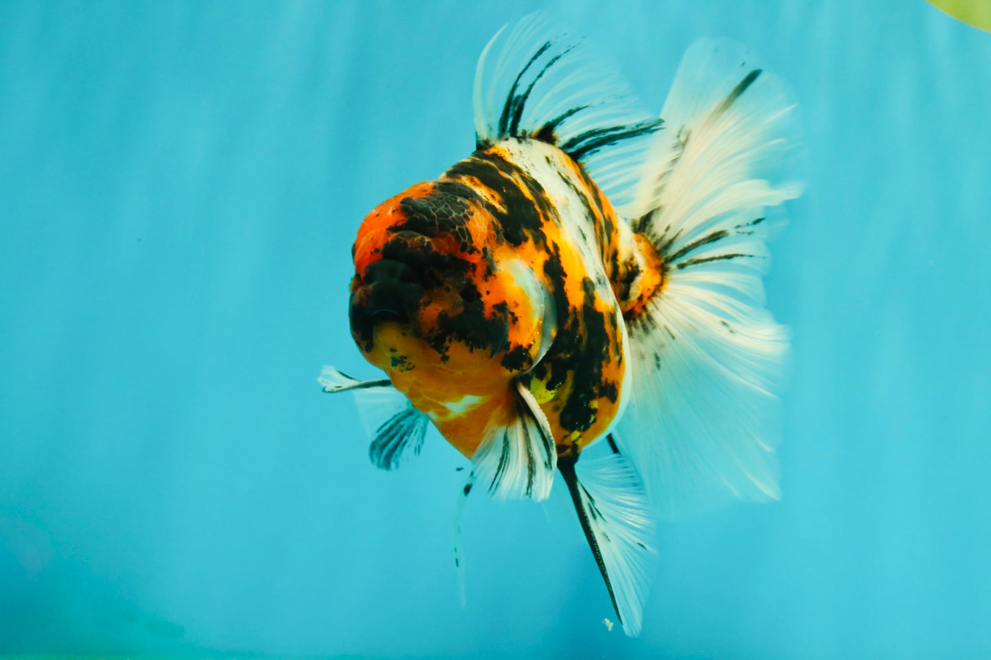 CHUNKY AAA Grade Calico Oranda Male 6-6.5 inches #070626OR_17