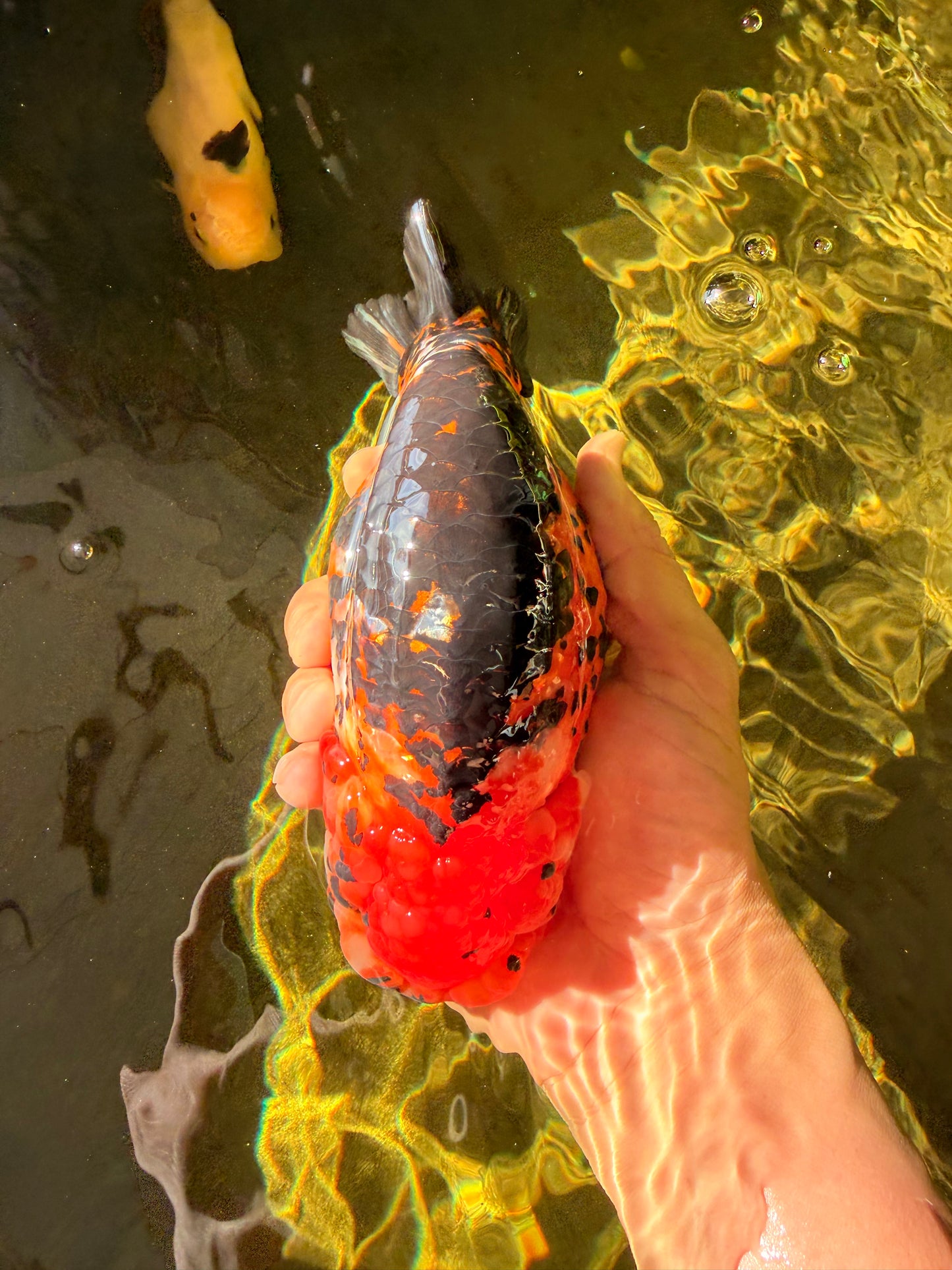 Jumbo Tricolor Chinese Ranchu Female 6.5 inches #032026RC_28