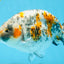A Grade Tricolor Ranchu Male 5.5 inches #110725RC_14
