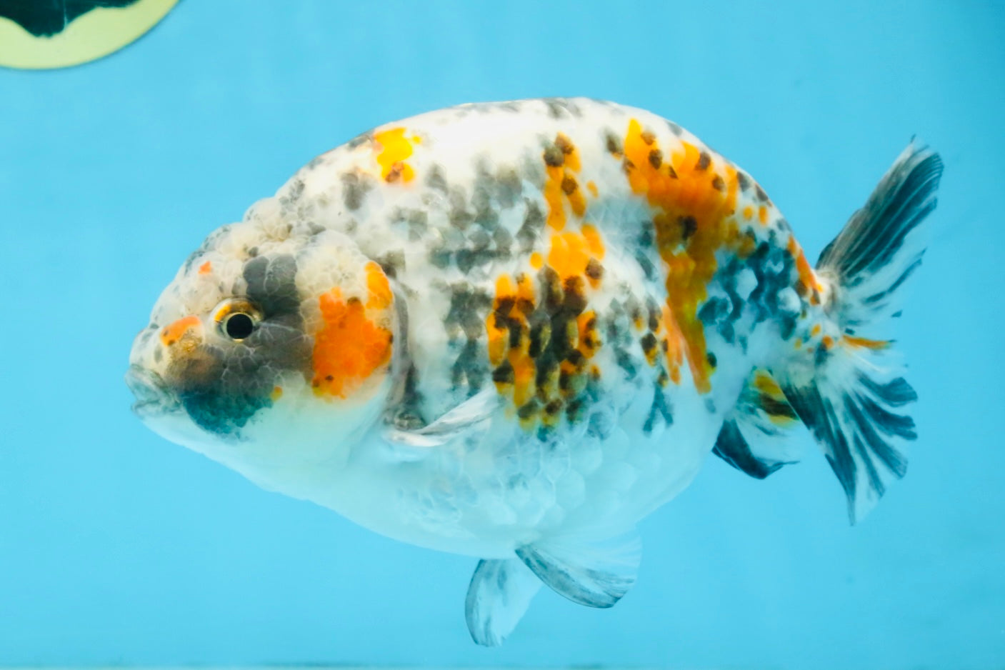 A Grade Tricolor Ranchu Male 5.5 inches #110725RC_14