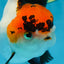A Grade Lava Tricolor Red Head Oranda Female 5.5 inches #021425OR_20