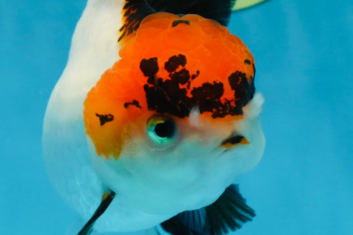 A Grade Lava Tricolor Red Head Oranda Female 5.5 inches #021425OR_20