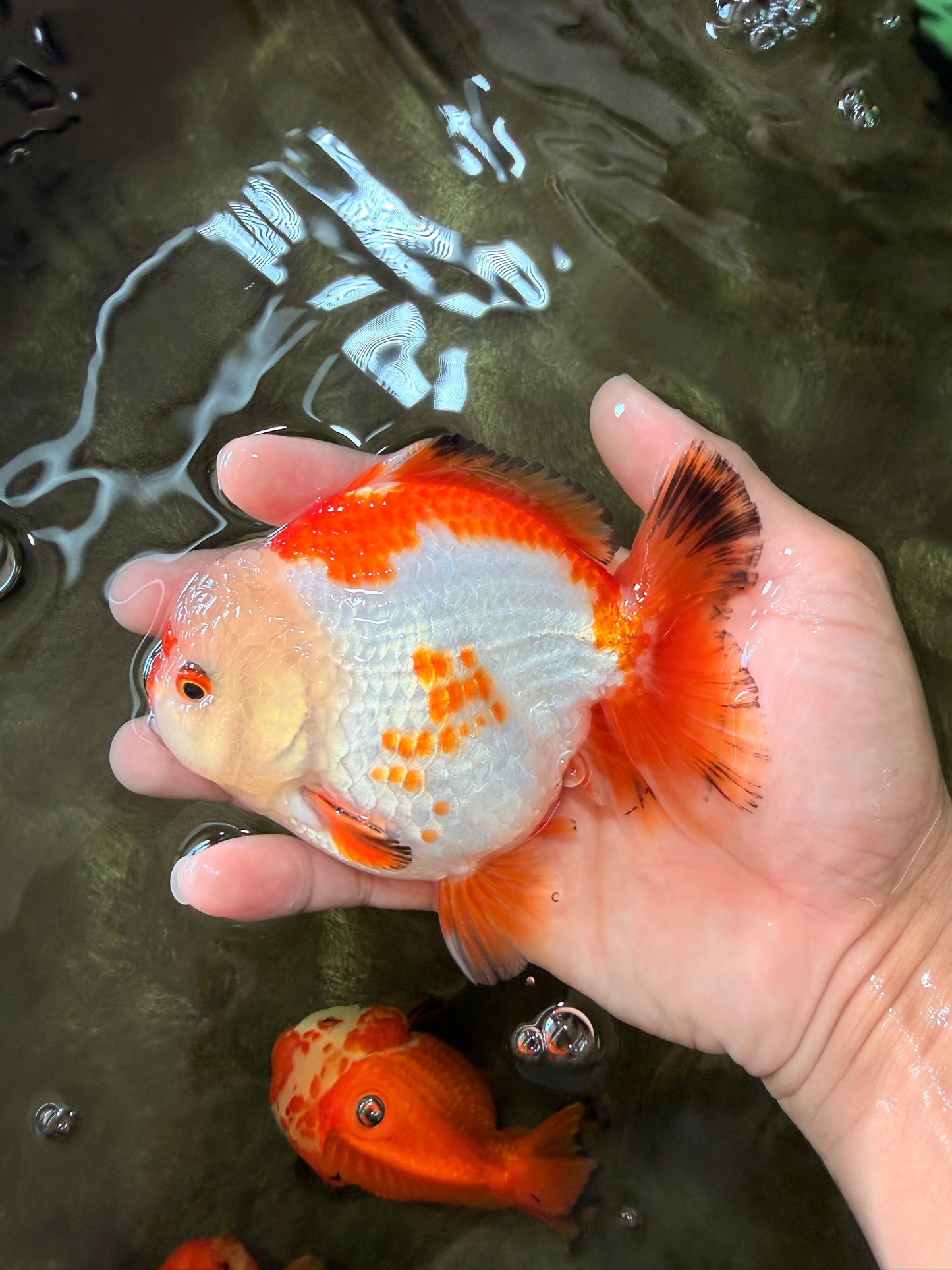 AAA Grade Red White Yuanbao Male 4.5-5 inches #082126YB_26
