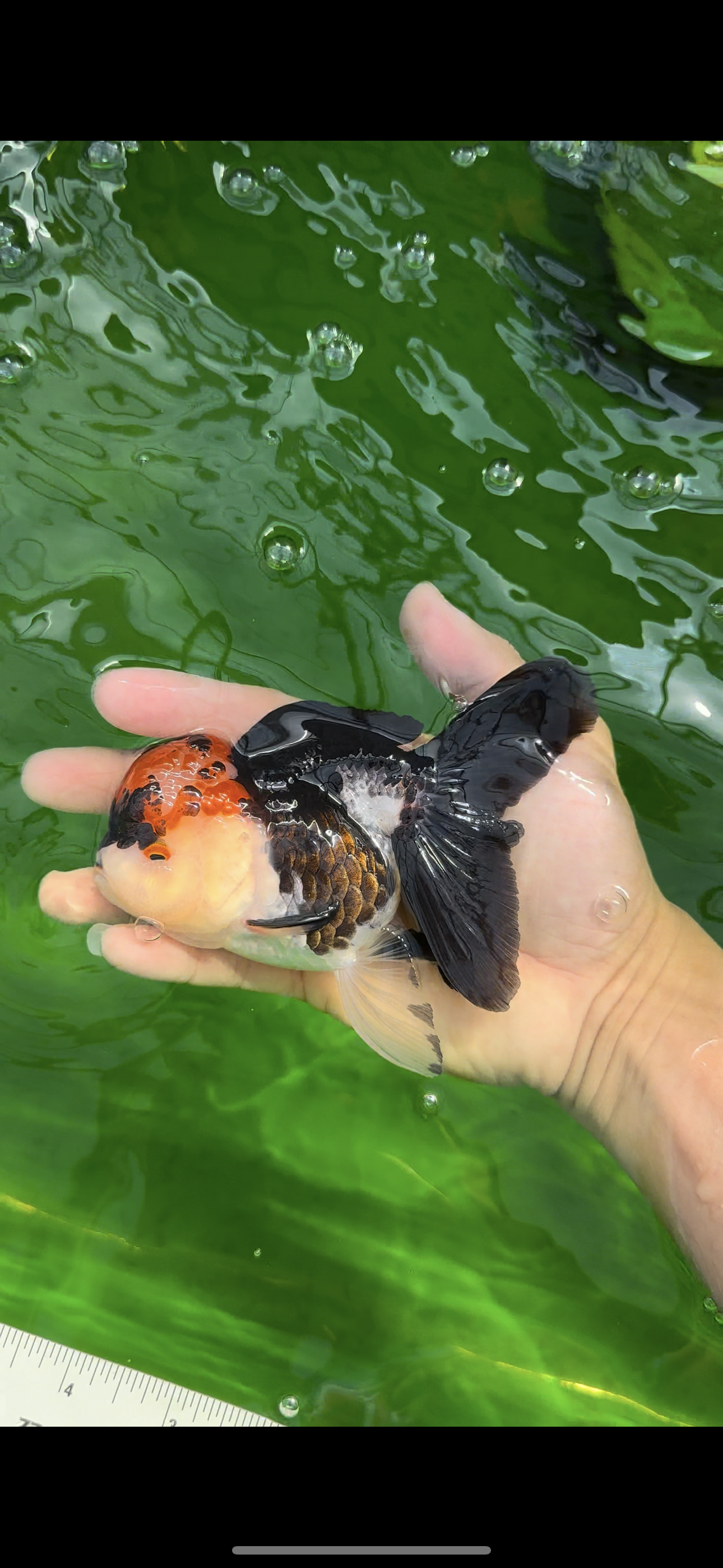 A Grade Ironman Tricolor Oranda Female 5  inches #0510OR_15