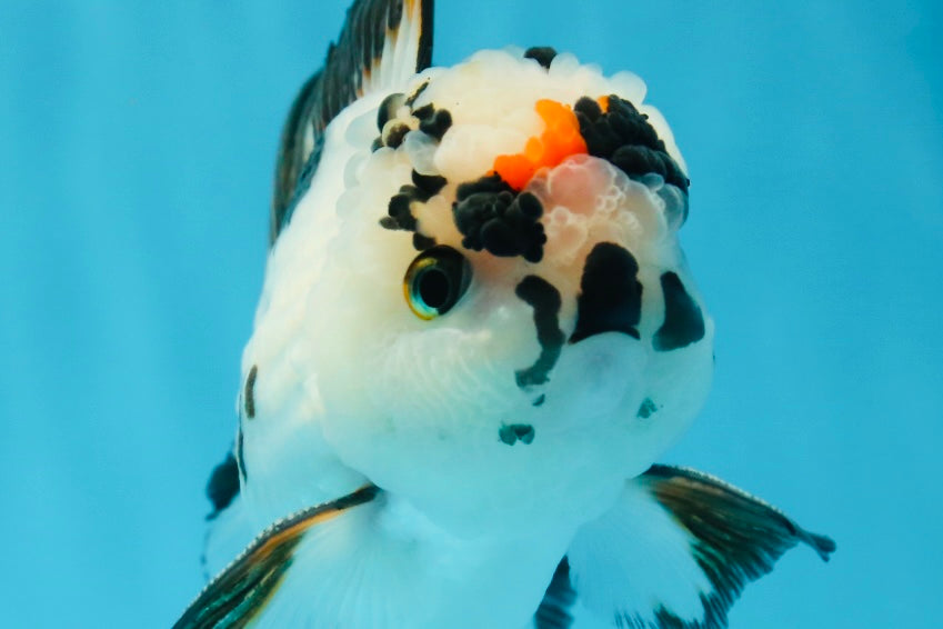 A Grade Tricolor Oranda Male 5 inches #010325OR_13