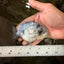 A Grade White Tiger LionQueen 4 inches #082126LC_31