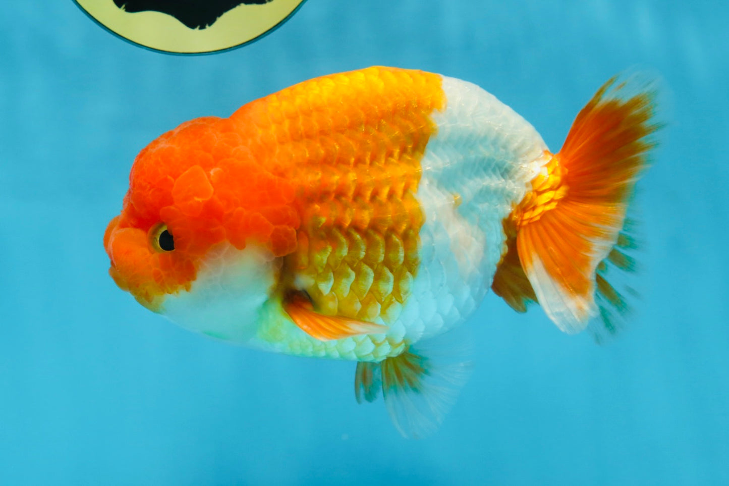 A Grade Red White LionKing 5.5 inches #091925LC_22