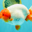 UNIQUE A Grade Red Head Buffalo Ranchu Female 6 inches #100926RC_30