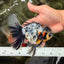 AAA Grade Calico Oranda Male 6 inches #070626OR_11