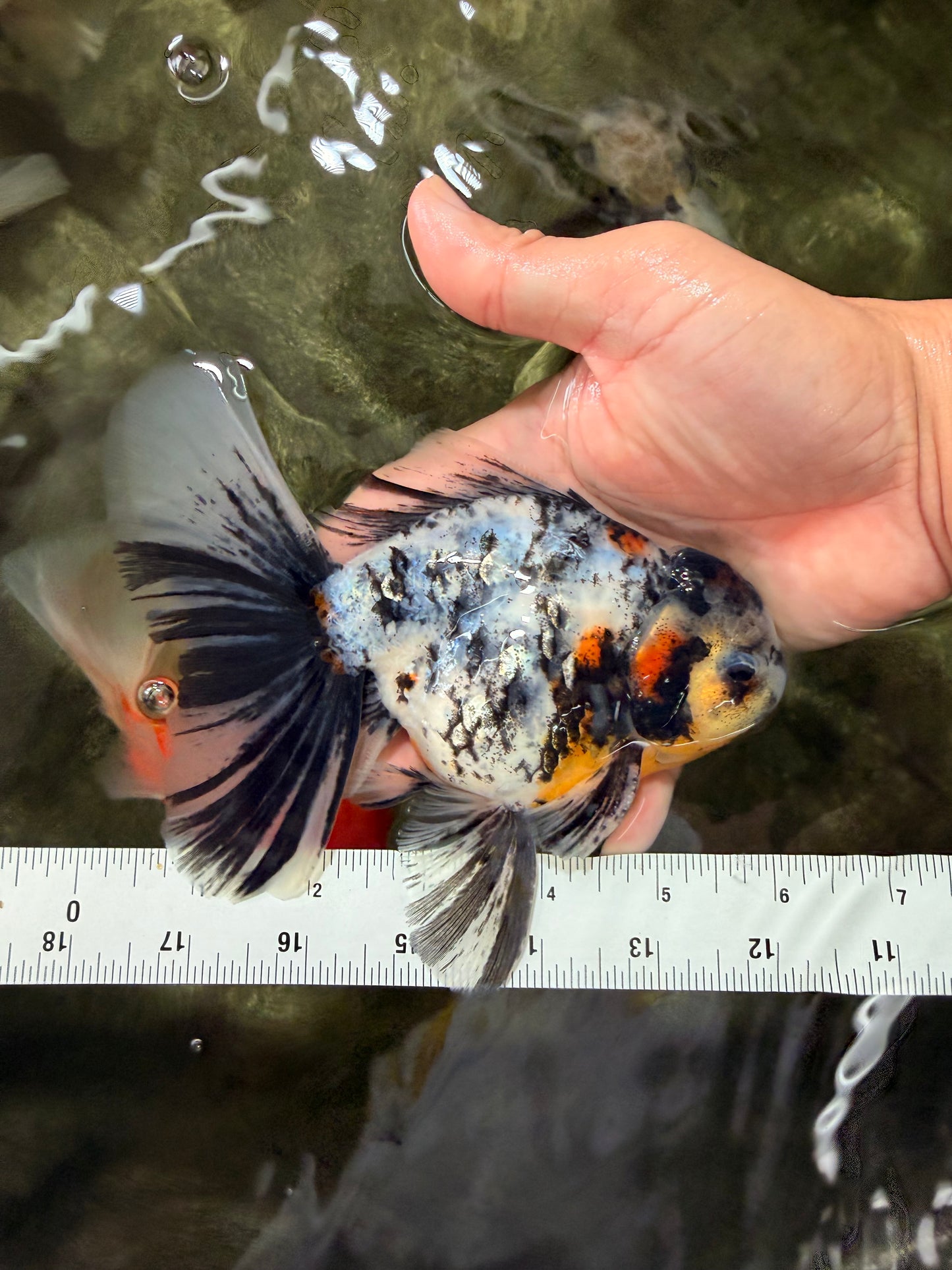 AAA Grade Calico Oranda Male 6 inches #070626OR_11