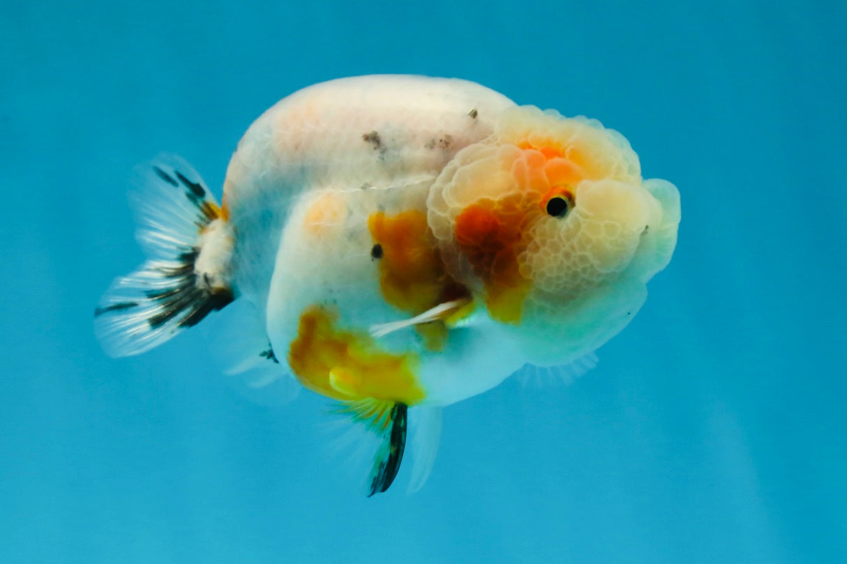 A Grade Calico LionQueen 3.5 inches #051625LC_04