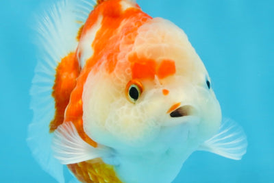 A Grade Sakura Yuanbao Female 4 inches #103125YB_06