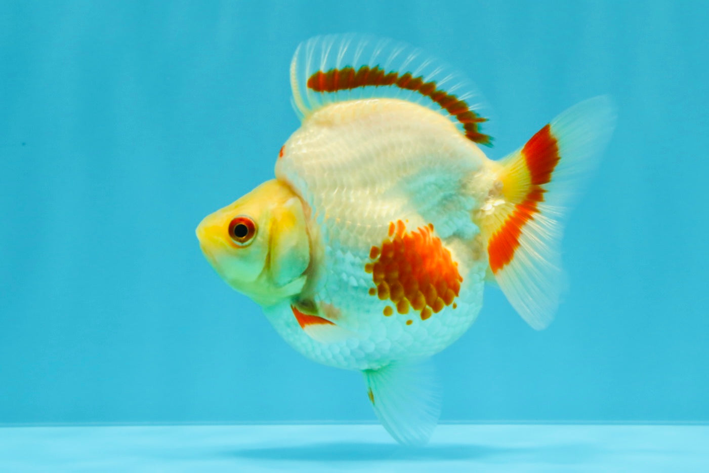 AAA Grade Red White Ryukin Female 4 inches #022726RK_17