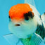 A Grade Tricolor Oranda Female 4.5 inches #010325OR_05