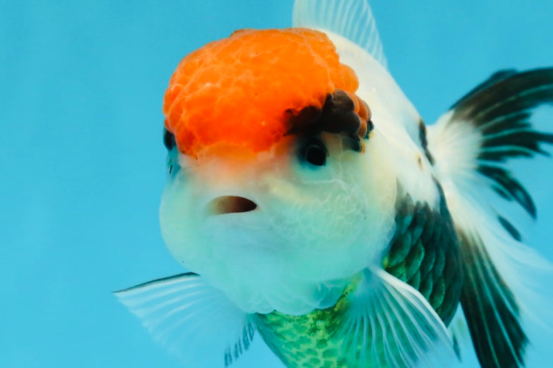 A Grade Tricolor Oranda Female 4.5 inches #010325OR_05