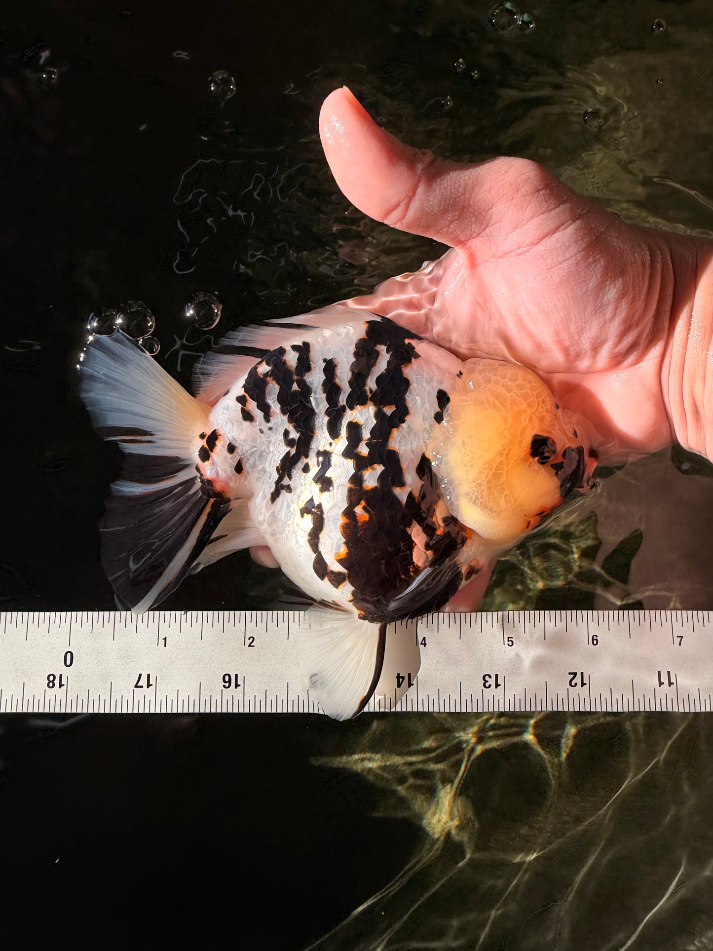 A Grade Special White Tiger Yuanbao Female 6 inches #022726YB_08