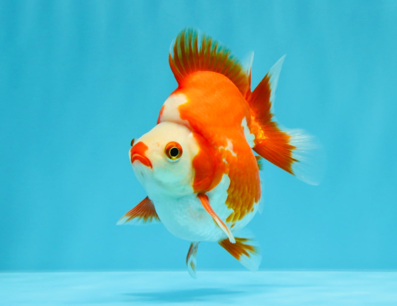 SUPER AAA Grade Red White Ryukin Male 4 inches #022726RK_16