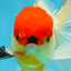 A Grade Tricolor Oranda Male 5-5.5 inches #060625OR_14
