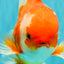 A Grade Red White Oranda Male 6 inches #081426OR_11