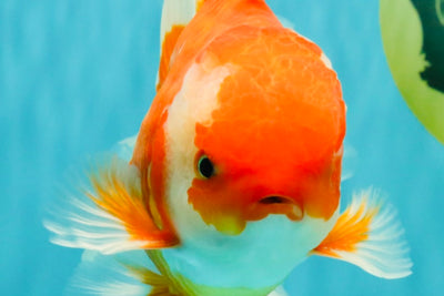 A Grade Red White Oranda Male 6 inches #081426OR_11