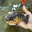A Grade Kirin Ranchu Male 5 inches #062725LC_03