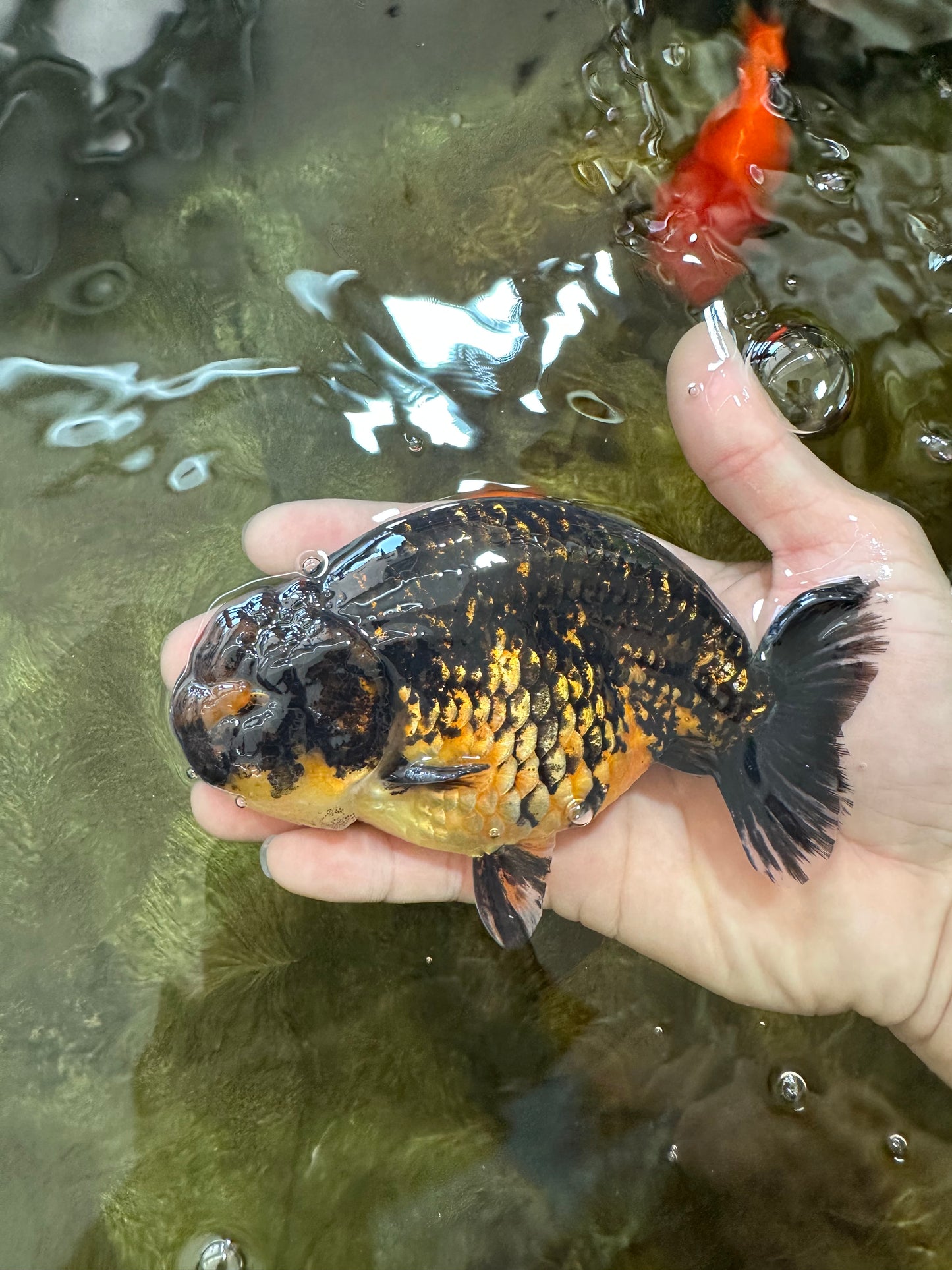 A Grade Kirin Ranchu Male 5 inches #062725LC_03
