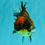 A Grade Tiger Yuanbao Male 4.5-5 inches #071726YB_11