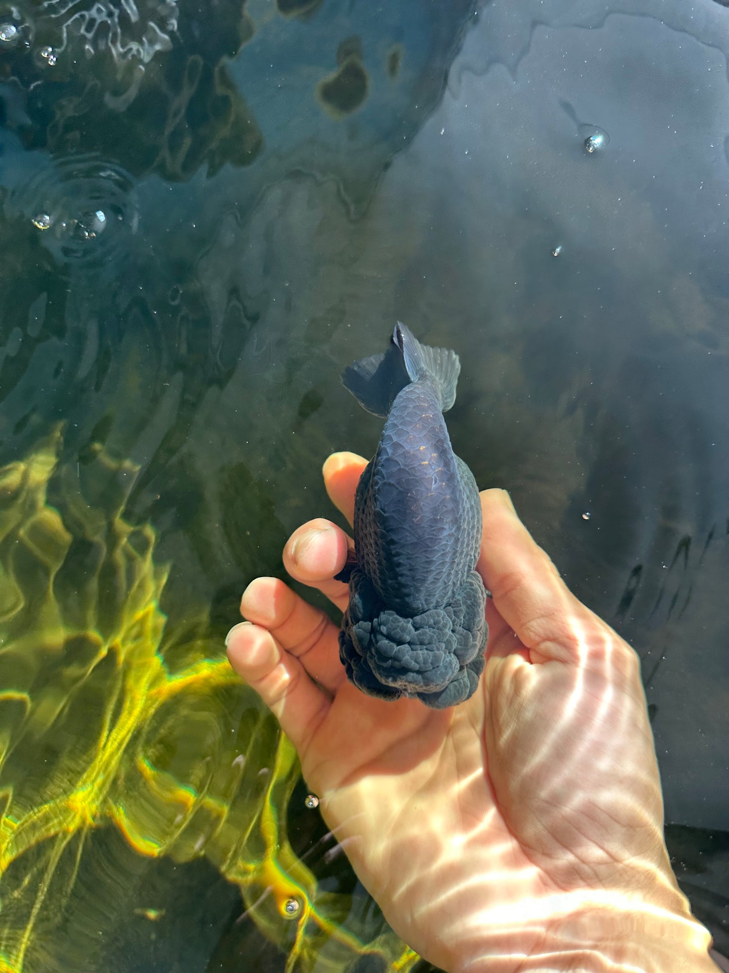 A Grade Black LionKing 4-4.5 inches #050925LC_13