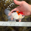 Tricolor Oranda Female 5-5.5 inches #112125OR_19