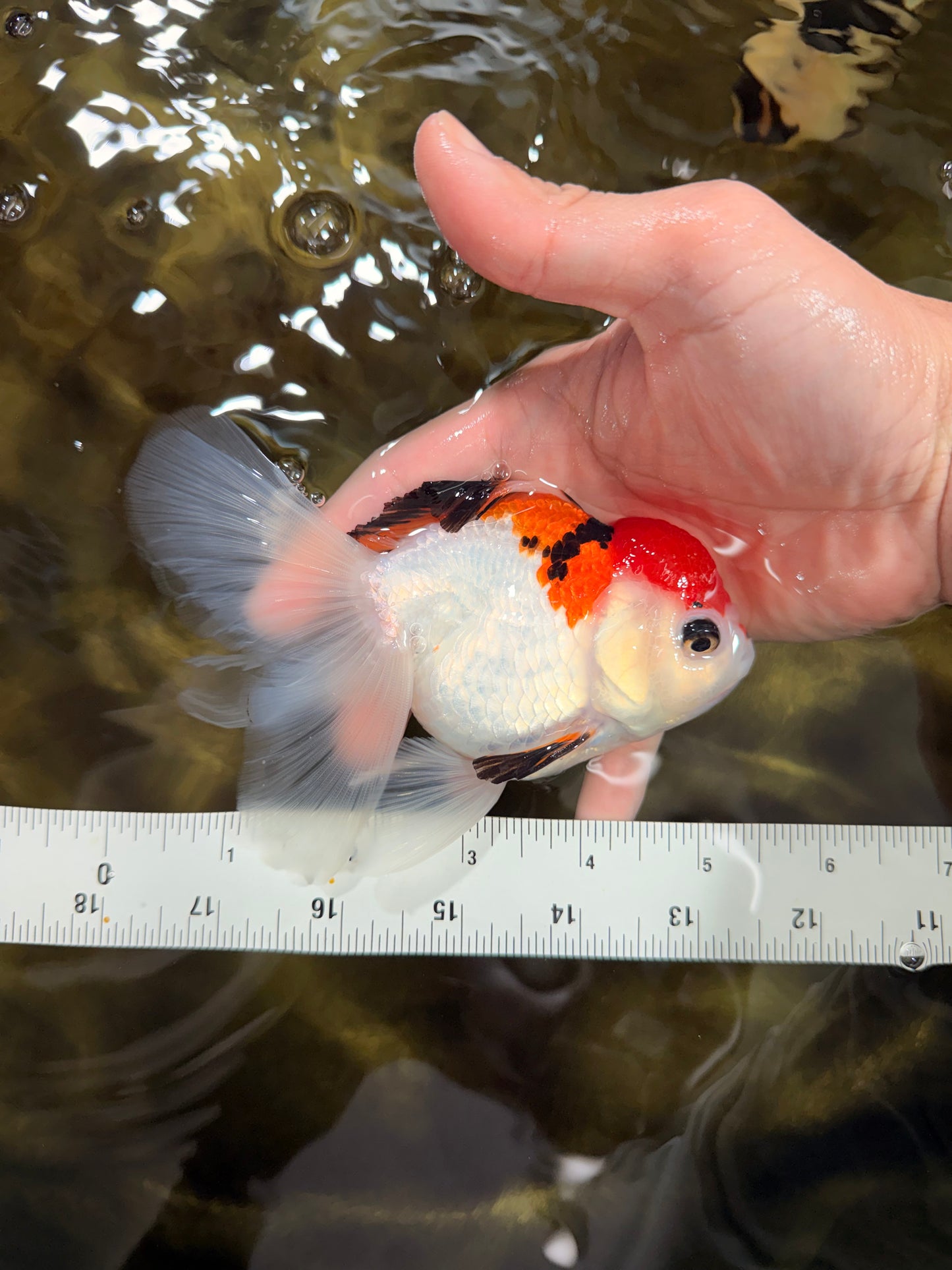 Tricolor Oranda Female 5-5.5 inches #112125OR_19
