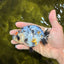 A Grade Tricolor Tiger Ranchu Female 4 inches #061926RC_11
