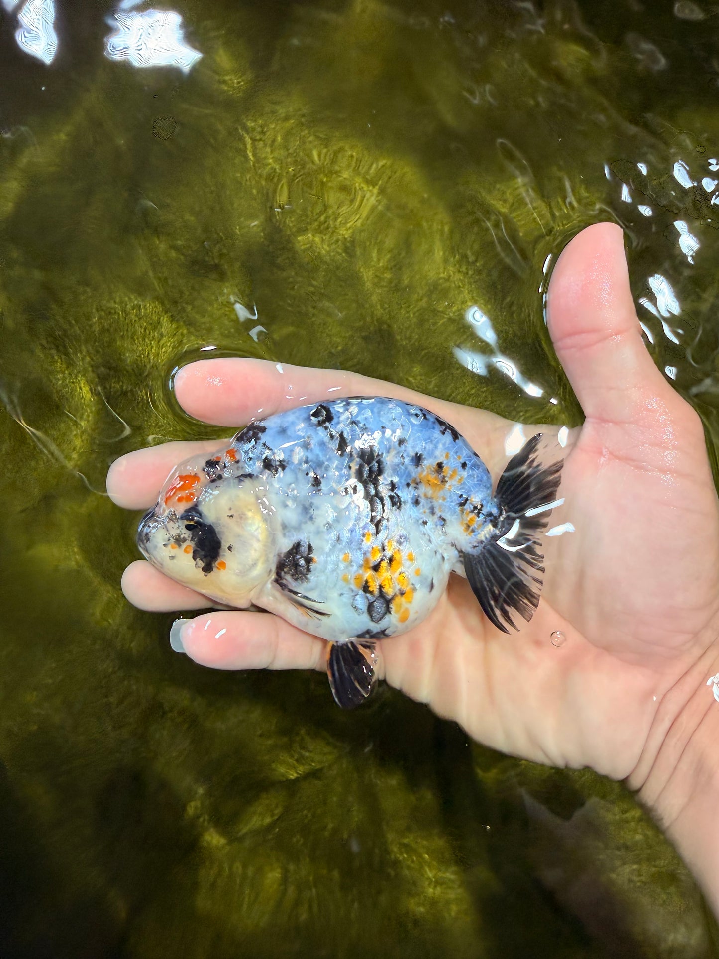 A Grade Tricolor Tiger Ranchu Female 4 inches #061926RC_11