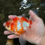 A Grade Kohaku Red White Oranda Male 5.5 inches #101626OR_12