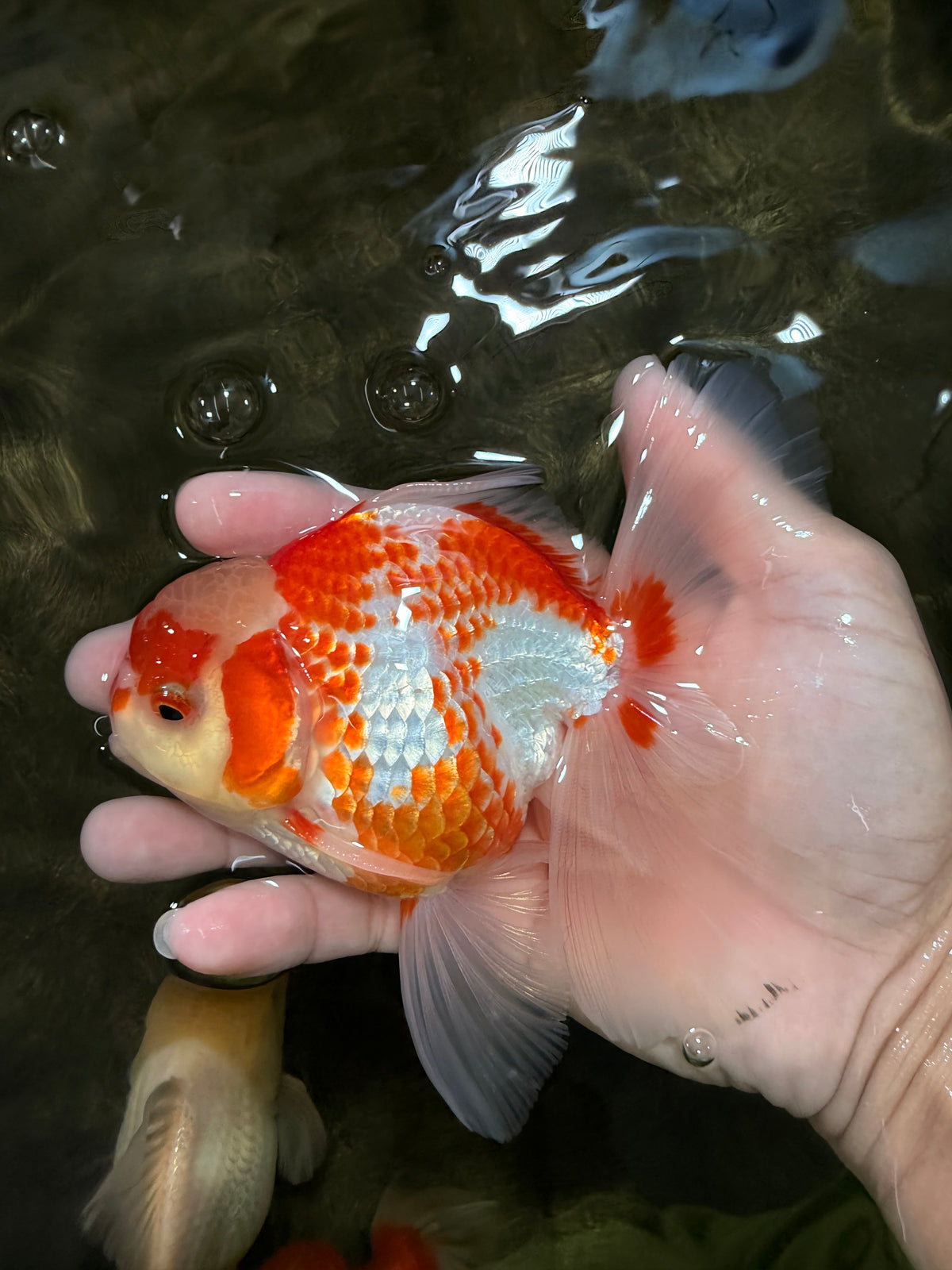 A Grade Kohaku Red White Oranda Male 5.5 inches #101626OR_12
