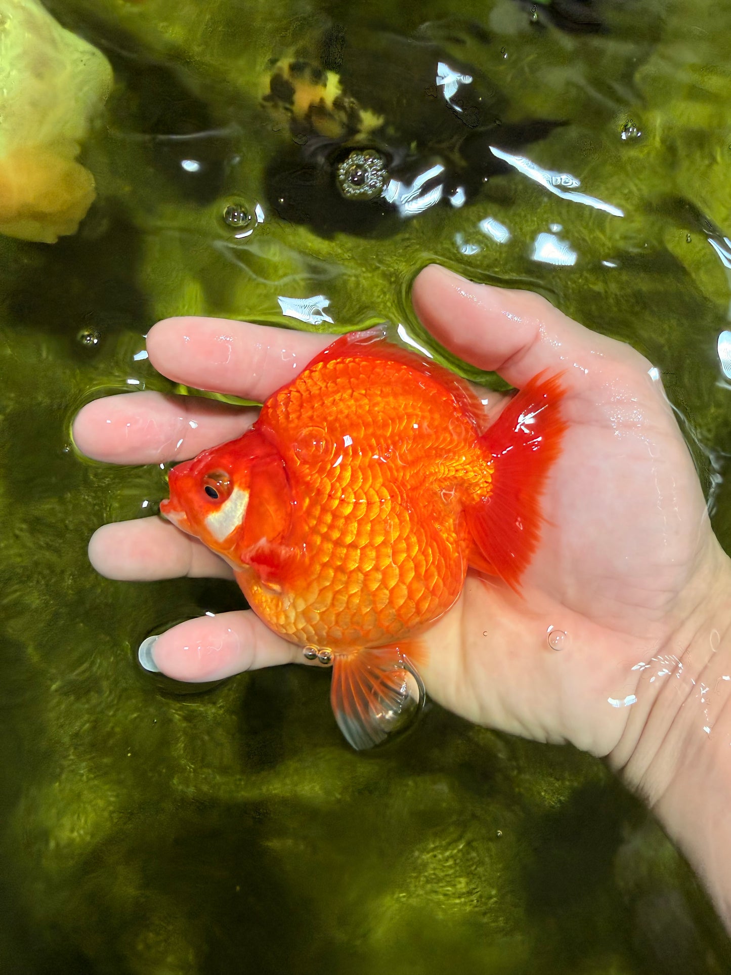 AAA Grade Solid Red Ryukin Female 4 inches #022026RK_10