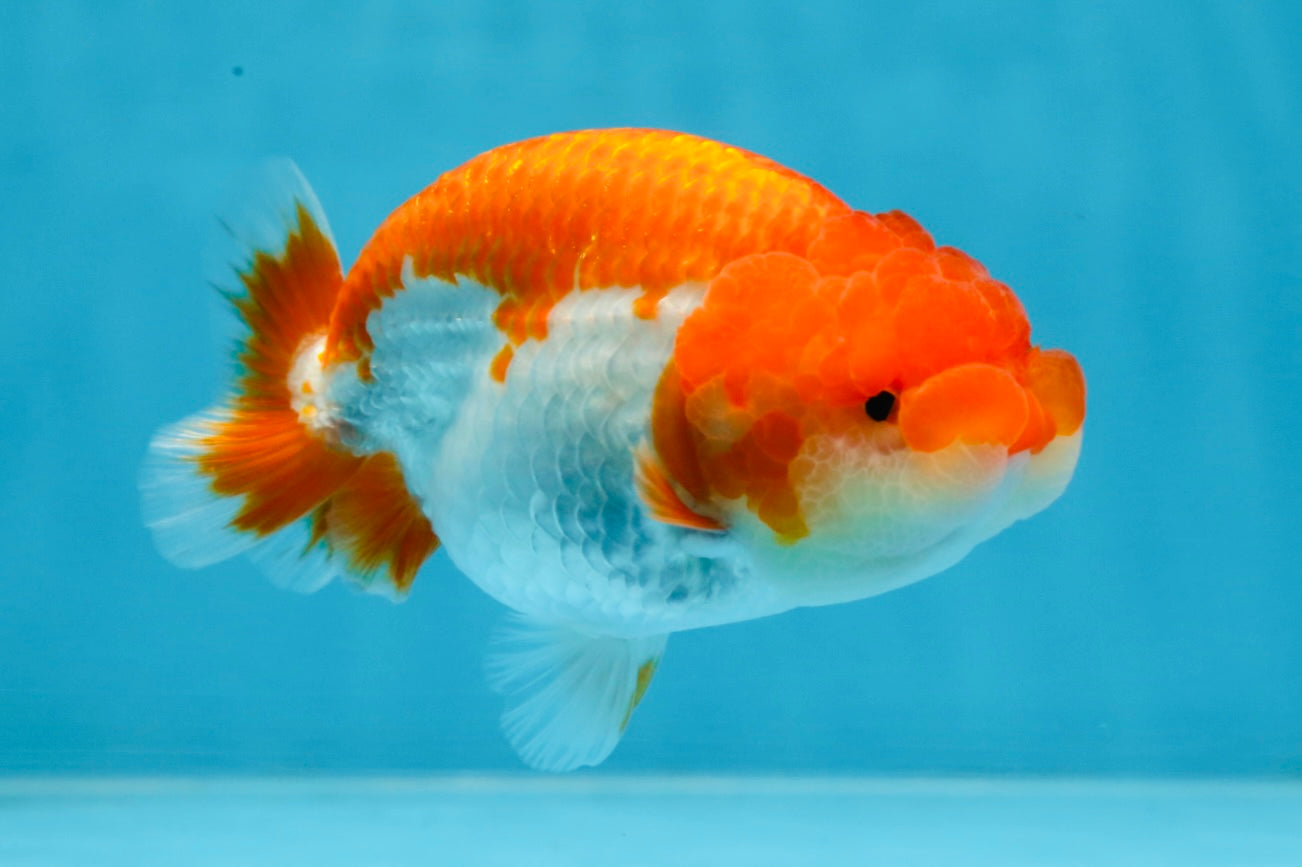 AAA Grade Red White LionQueen 4 inches #101725LC_10