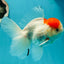 A Grade Sakura Oranda Male 5 inches #110824OR_11