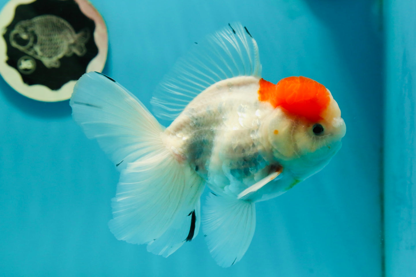 A Grade Sakura Oranda Male 5 inches #110824OR_11