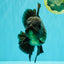 GODZILLA AAA Grade Black Oranda Male 6 inches #100926OR_24
