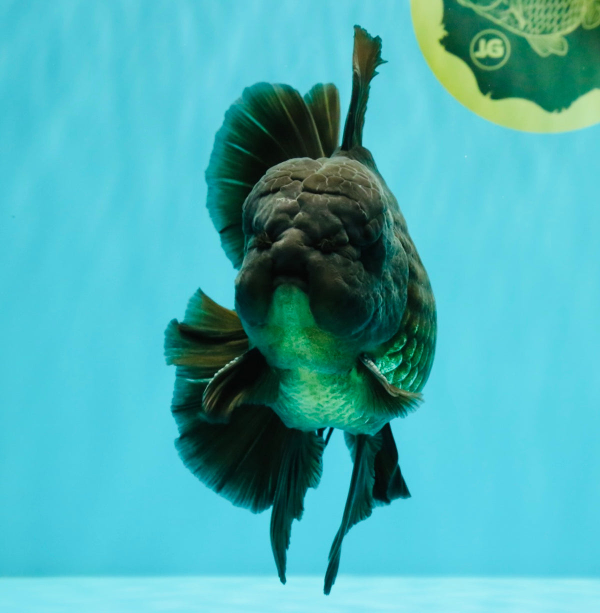 GODZILLA AAA Grade Black Oranda Male 6 inches #100926OR_24