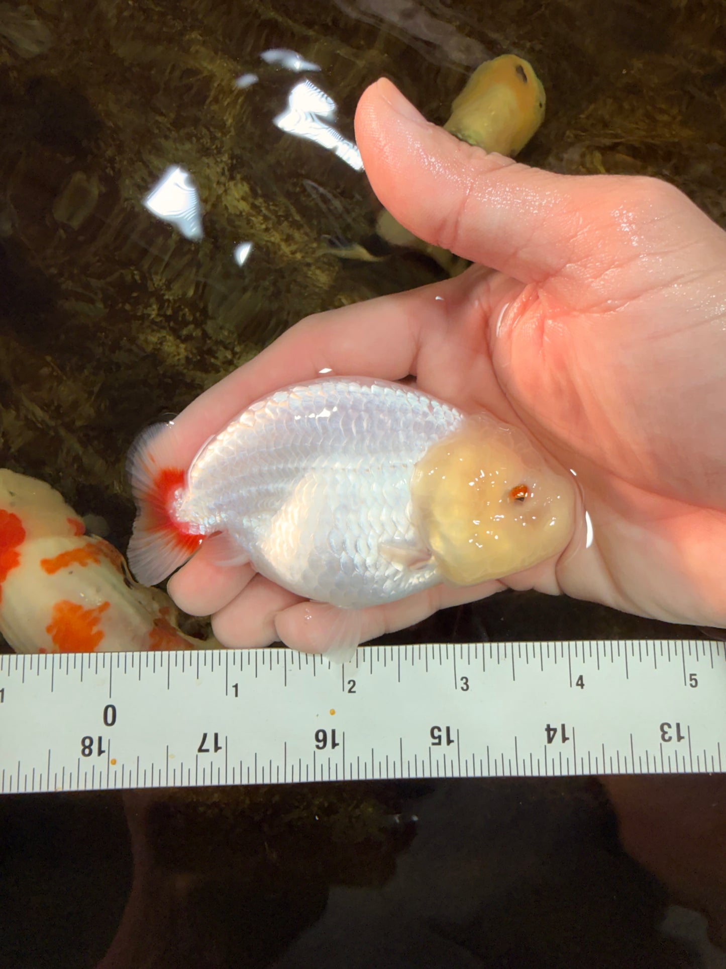 CLOUDY AAA Grade Red White LionQueen 3.5-4 inches #101725LC_11