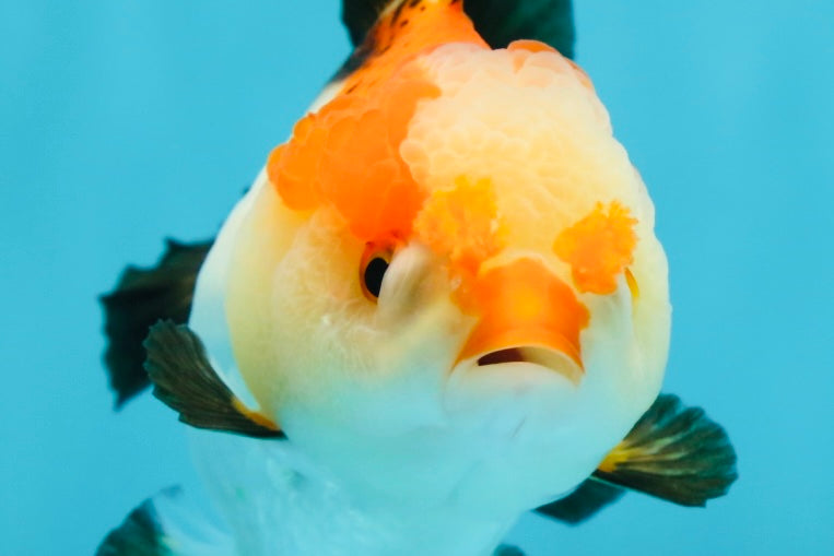 Pompom Tricolor Yuanbao Female 4 inches #050925YB_28