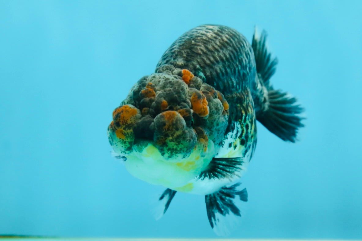 A Grade High Back Blue Kirin LionQueen 3.5-4 inches #050925LC_07