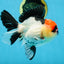 CHARLIE CHAPLIN A Grade Tricolor Oranda Male 5 inches #082225OR_15